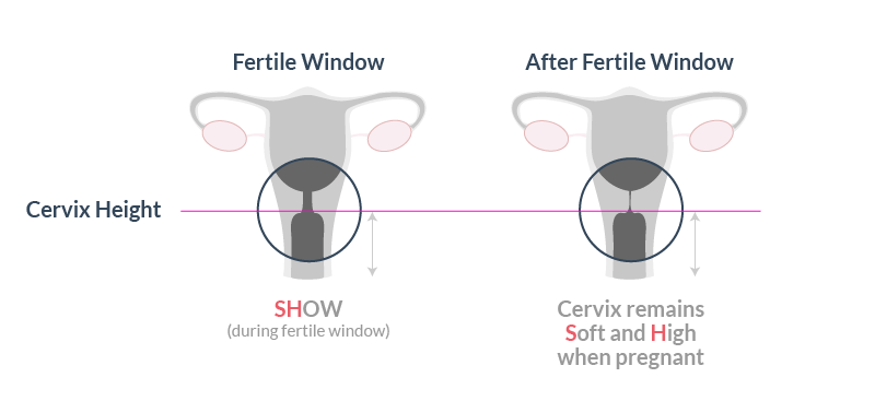 Pregnancy symptom, cervix changes