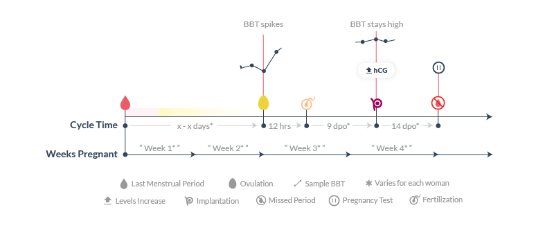 First 4 weeks of pregnancy timeline