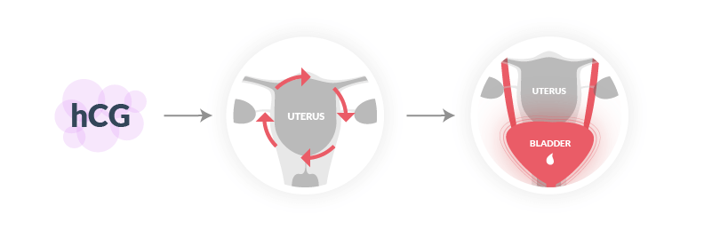 Signs of pregnancy, toilet visits (frequent urination)